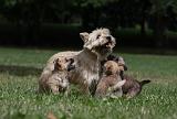 CAIRN TERRIER 413